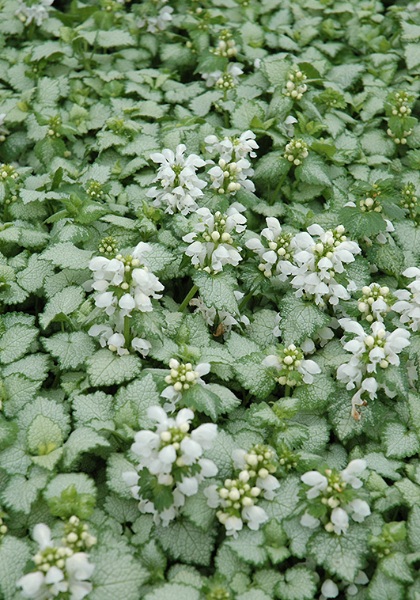 LAMIUM MAC WHITE NANCY 4"/10T