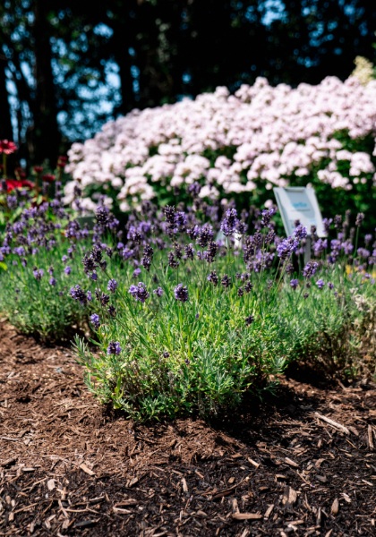 LAVENDULA SUPERBLUE #1