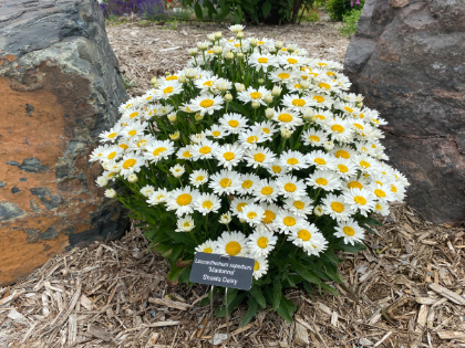 LEUCA SUP MADONNA #1