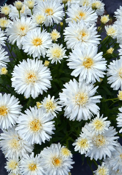 LEUCA SUP SUP MT. HOOD #1