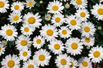 LEUCA SUP SNOW CAP #1