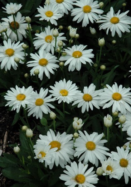 LEUCA SUP WHOOPS-A-DAISY #1