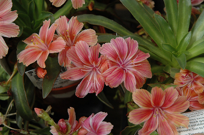 LEWISIA LITTLE PLUM #1