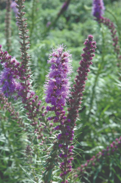 LIATRIS PY PRAIRIE BLAZE STAR #1