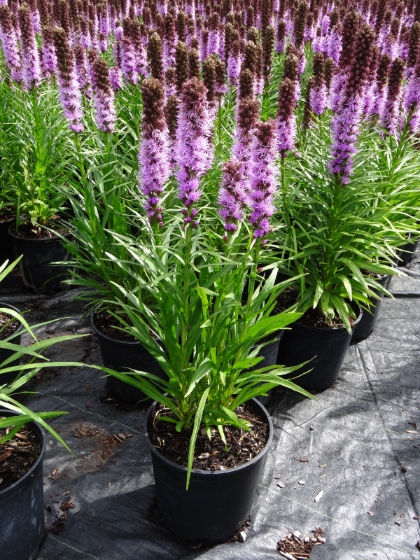 LIATRIS SPICATA KOBOLD #1