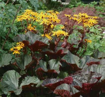 LIGULARIA BRITT-MARIE CRAWFORD#2