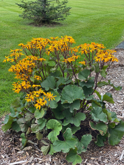 LIGULARIA DEN DESDEMONA #2