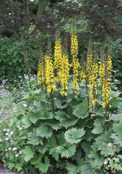 LIGULARIA STE LITTLE ROCKT #2