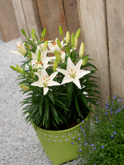 LILIUM ASI SPARKLING WHITE #1/7"