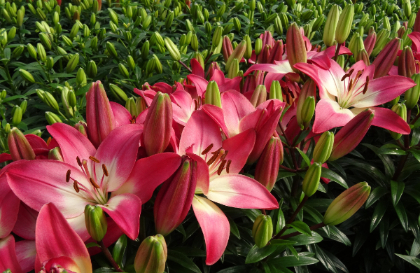 LILIUM ASI TINY DIAMOND#1/7"ROSE