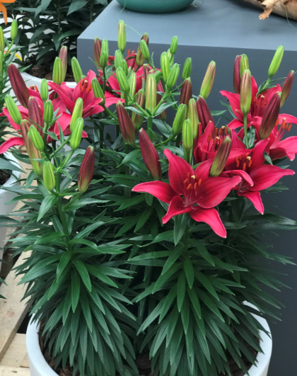 LILIUM ASI TINY GHOST #1/7"PURP