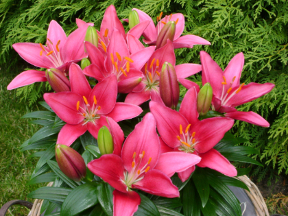 LILIUM ASI TINY PEARL #1/7" PINK