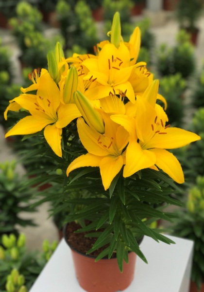 LILIUM ASI TINY RANGER #1/7" YEL