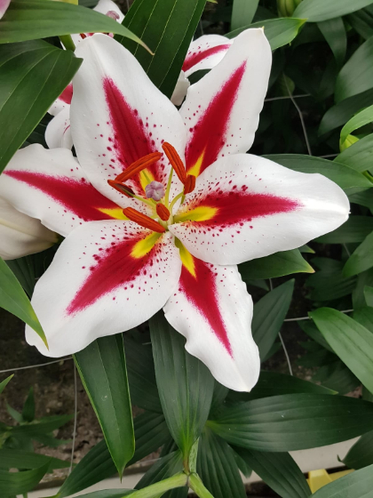LILIUM ORI BIG SMILE TRICOLOR #1