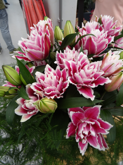 LILIUM ORI ROSE LILY SAMANTHA #1