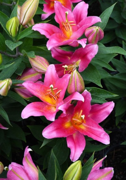 LILIUM ORI SUNNY CAMINO #1