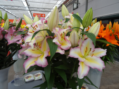 LILIUM ORI TRICOLOR #1