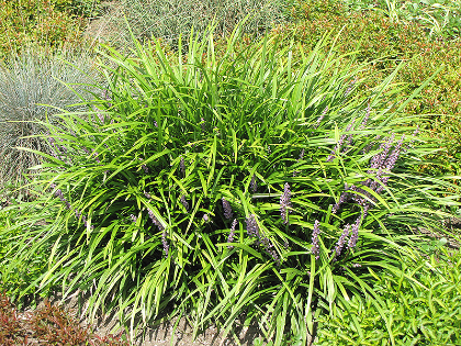 LIRIOPE SPICATA LILY TURF #1