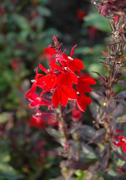 LOBELIA QUEEN VICTORIA #1
