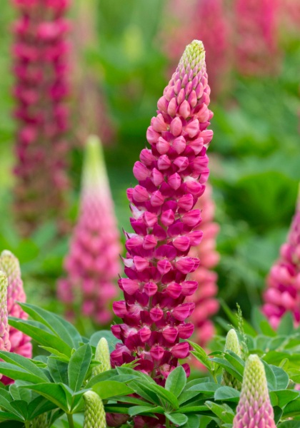 LUPINUS POL GALLERY RED #1 MINI
