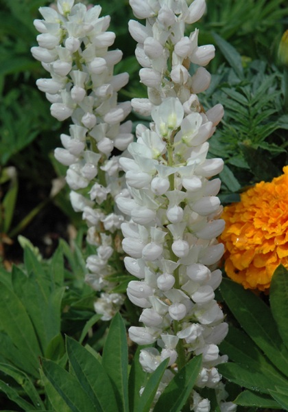 LUPINUS POL GALLERY WHITE #1MINI