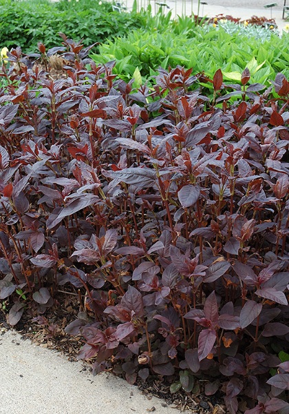 LYSIMACHIA FIRECRACKER #1