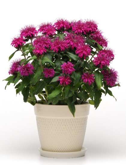 MONARDA DID BALMY PURPLE #1