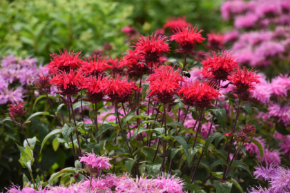 MONARDA BEE-MINE RED #1