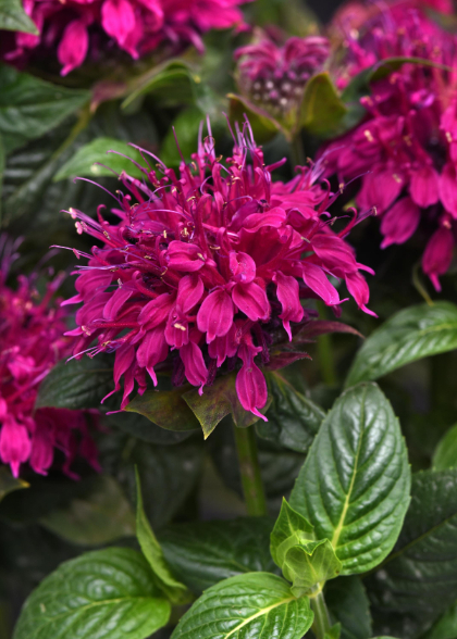 MONARDA DID BALMY ROSE #1
