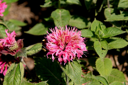 MONARDA BEE-YOU BEE-LIEVE #1