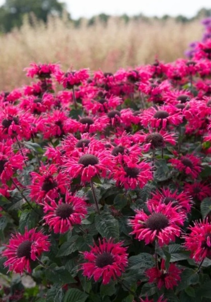 MONARDA BEE-YOU BEE HAPPY #1