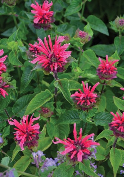 MONARDA BEE-YOU BEE MERRY #1