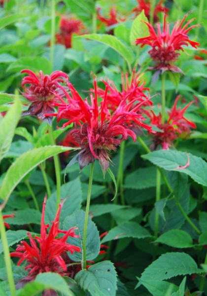 MONARDA JACOB CLINE #1