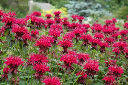 MONARDA RASPBERRY WINE #1