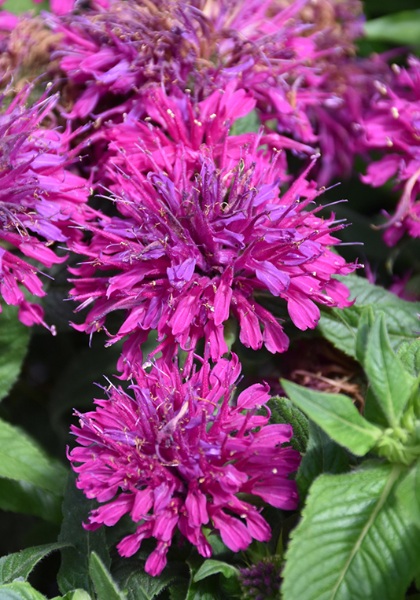MONARDA SUGARBUZZ GRAPEGUMBALL#1