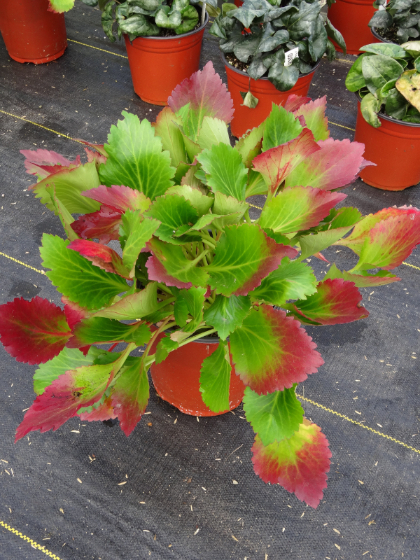 MUKGENIA NOVA FLAME #1