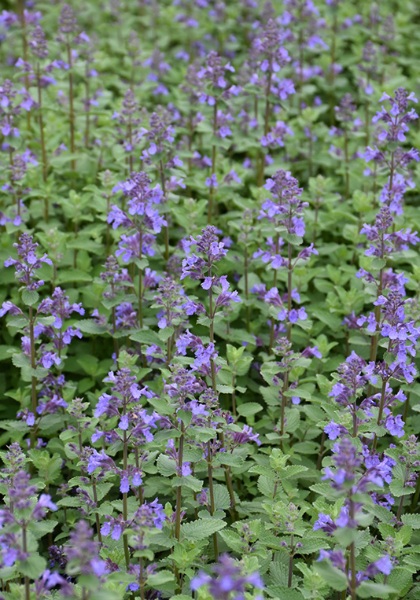 NEPETA FAA BLUE WONDER #1