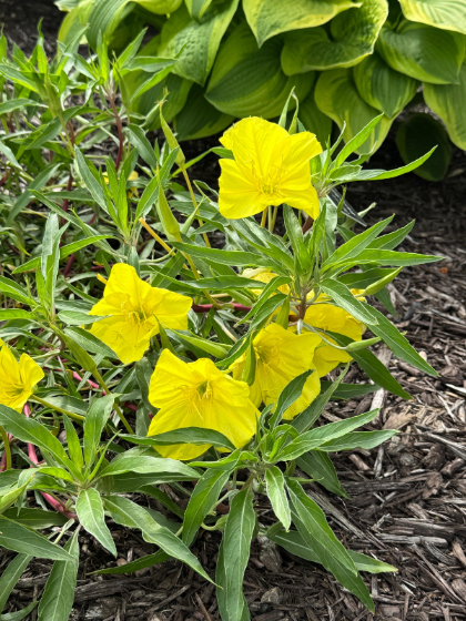 OENOT MISSOURIENSIS #1