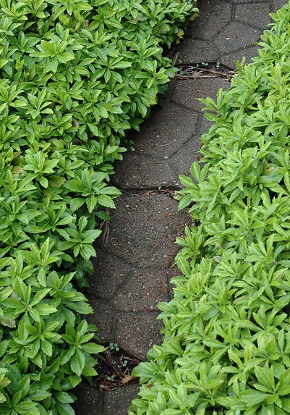 PACHY GREEN CARPET 2.25"/24T