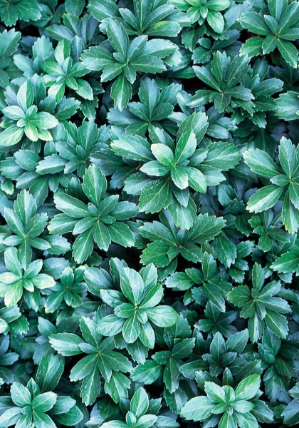 PACHYSANDRA JAP SPURGE 3.5"/18 T
