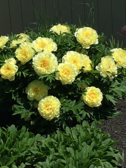 PAEON ITO BARTZELLA #2 YLW