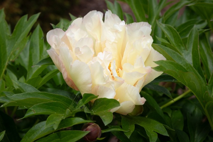 PAEON ITOH SCRUMDIDDLYUMPTIOUS#2