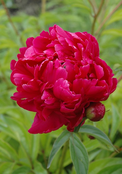 PAEON LAC ADOLPHE ROSSEAU #2