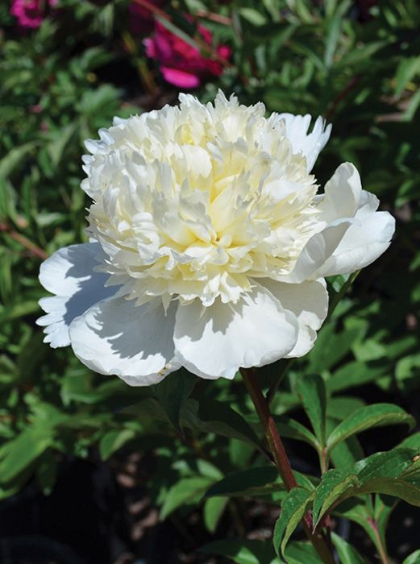 PAEON LAC CHARLES WHITE #2 WHT