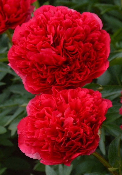 PAEON COMMAND PERFORMANCE #2