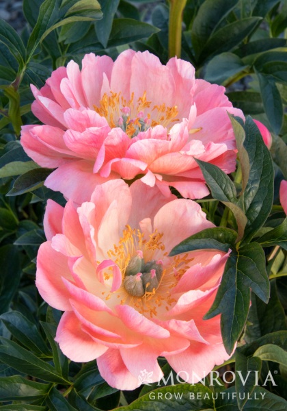 PAEON CORAL CHARM #2 CORAL