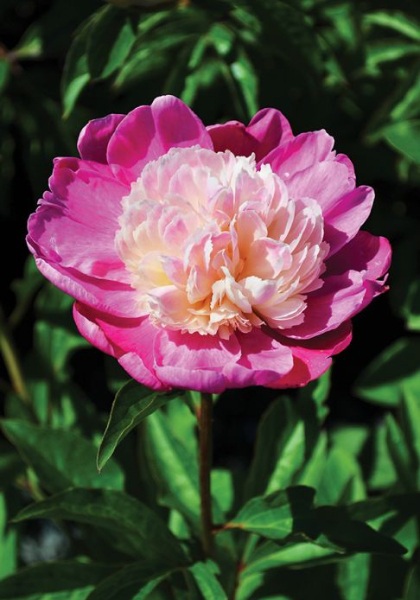 PAEON LAC GAY PAREE #2 PINK