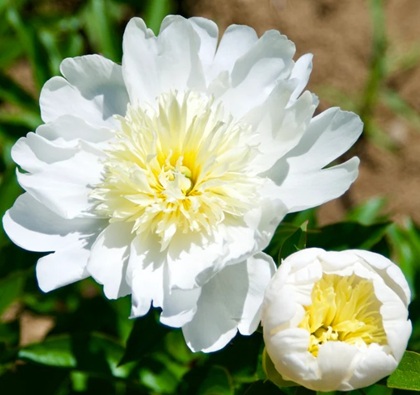 PAEON LAC LEMON QUEEN #2