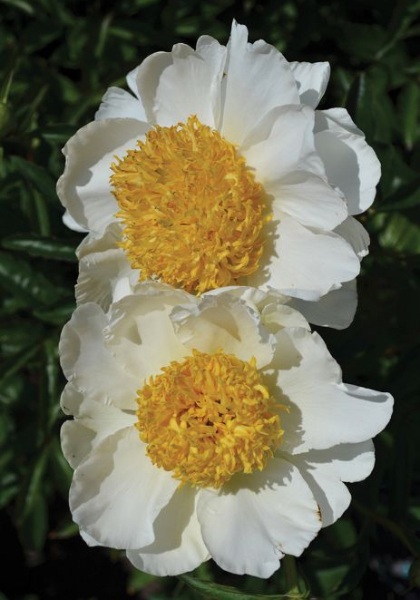 PAEON LAC MOON OF NIPPON  #2 WHT