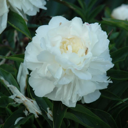 PAEON LAC MY LOVE #2